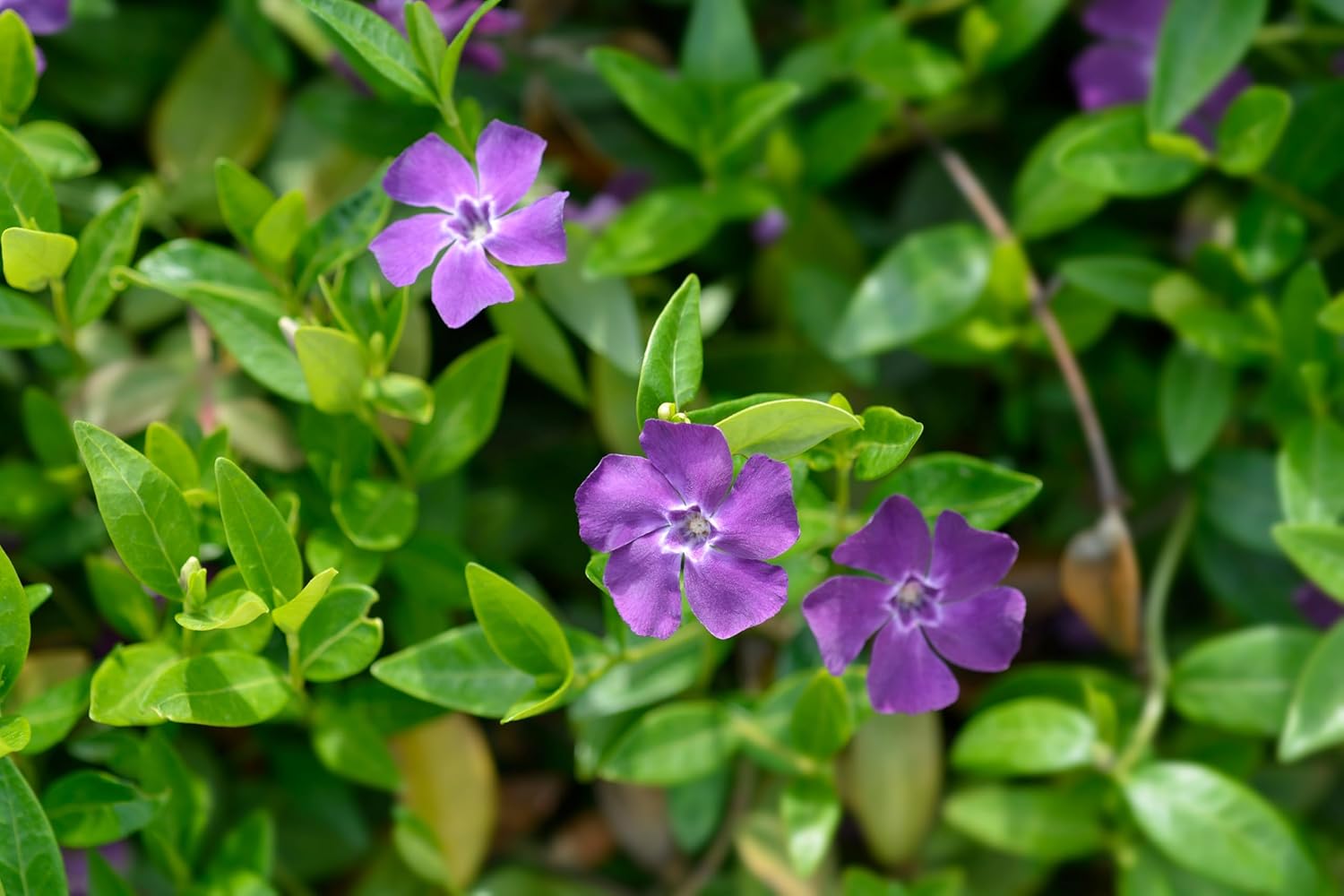 Vinca minor 'Rubra' / 'Atropurpurea'/ Kleines Immergrün