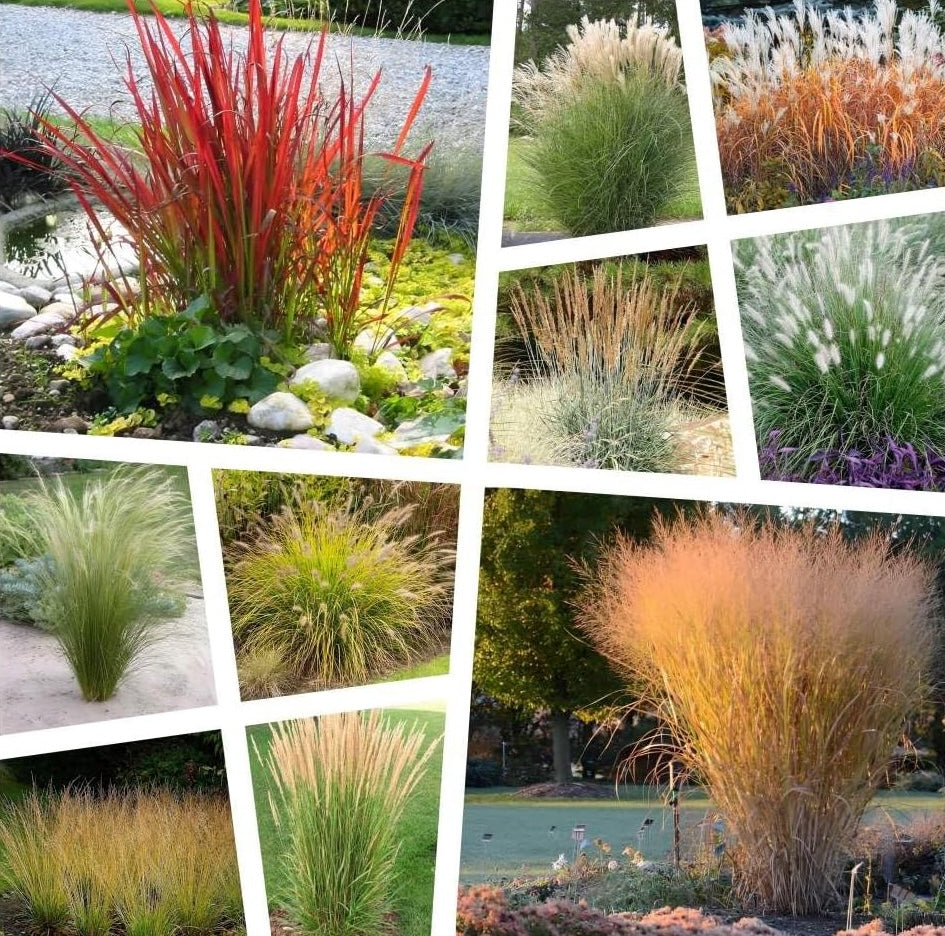 10 x Ziergras Kollektion - Die perfekte Mischung für prachtvolle Gärten