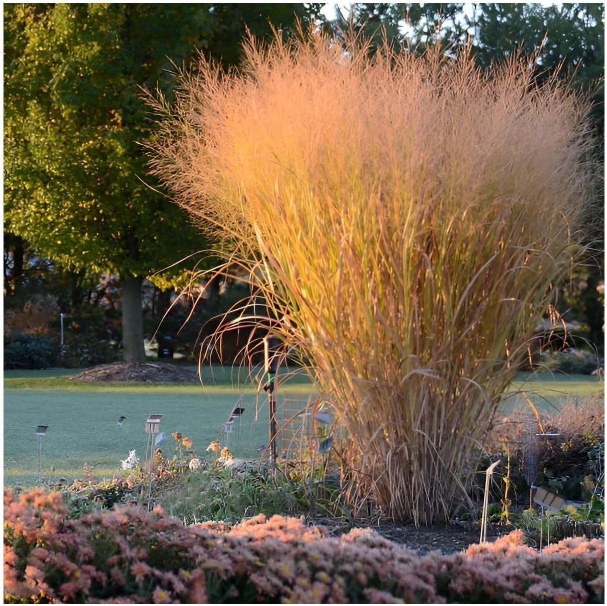 10 x Ziergras Kollektion - Die perfekte Mischung für prachtvolle Gärten