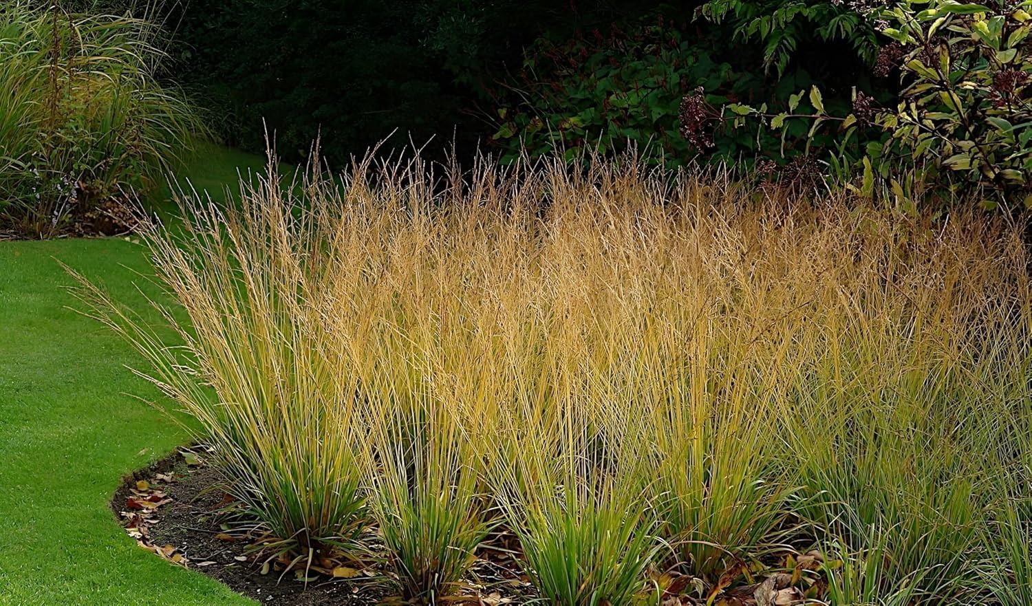 10 x Ziergras Kollektion - Die perfekte Mischung für prachtvolle Gärten