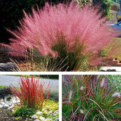 Drei rote Ziergräser aus der Stauden Gänge Kollektion, mit farbenfroher Optik und beweglicher Erscheinung, als Garten-Dekoration.
