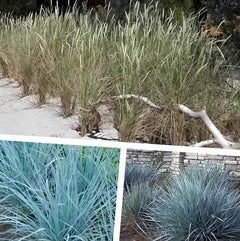 Drei Ziergräser aus der Sylter Strandziergras Kollektion von Stauden Gänge, windbewegte Küstenziergräser, natürliche Gartenpflanzen