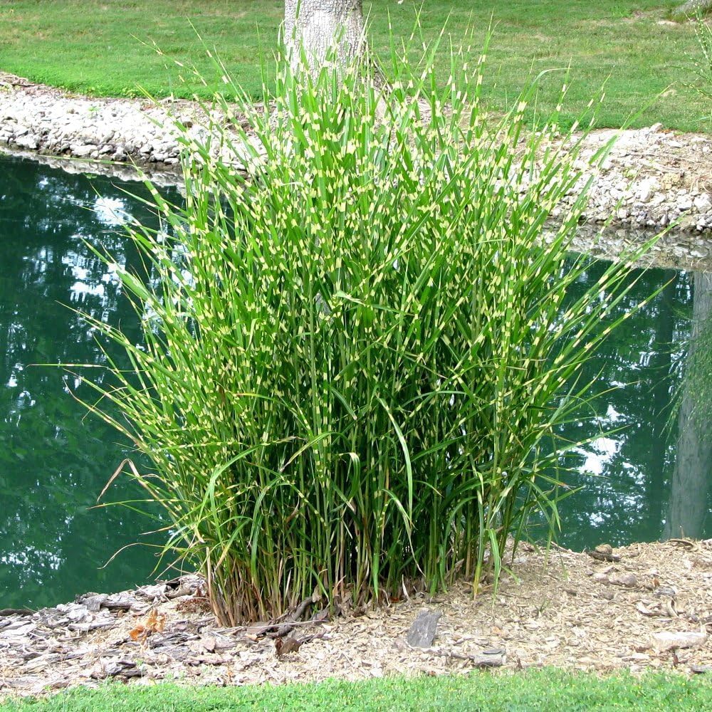 3 x Ziergras Kollektion - Struktur, Farbe und Bewegung in Perfektion