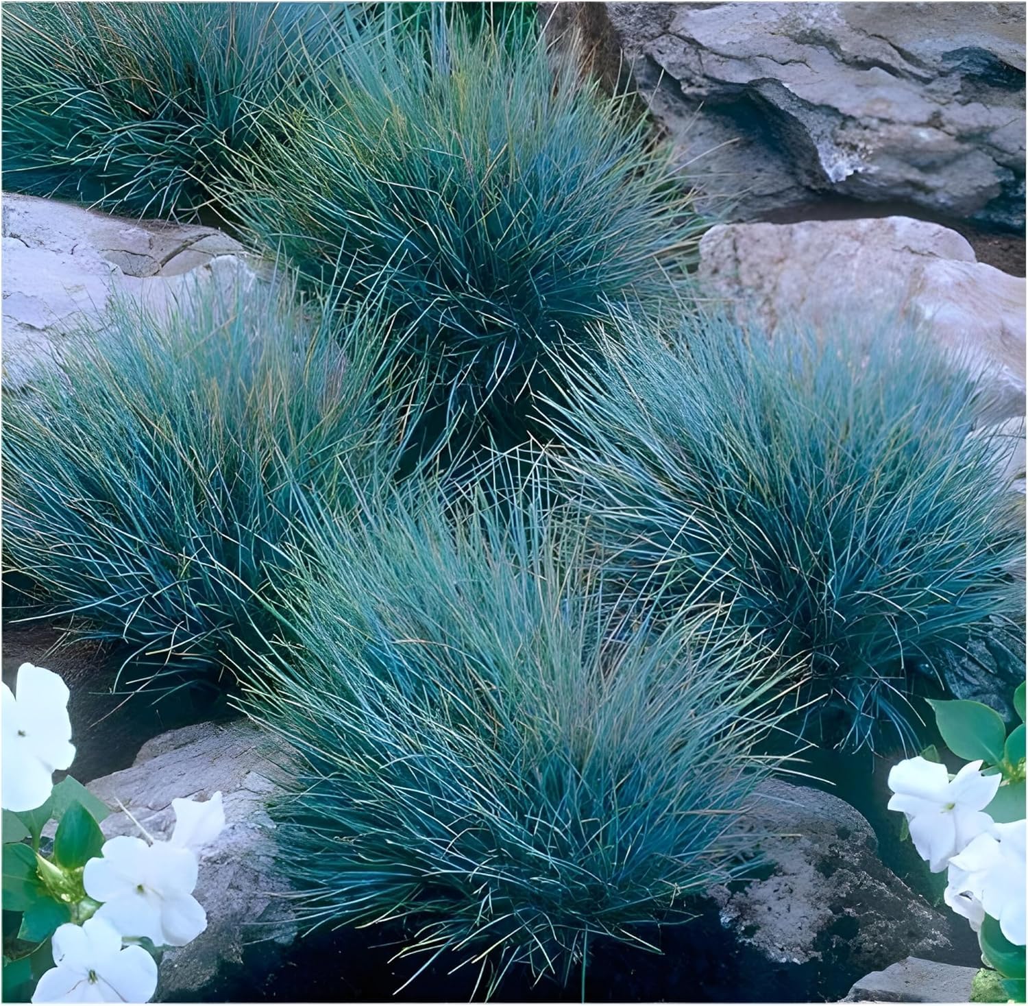 4 x Blaue Ziergras Kollektion - Vier Nuancen von Blau, die begeistern