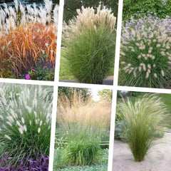 Sechs Ziergräser von Stauden Gänge, harmonisches Ensemble aus Anmut und Struktur, in einer Gartenlandschaft.