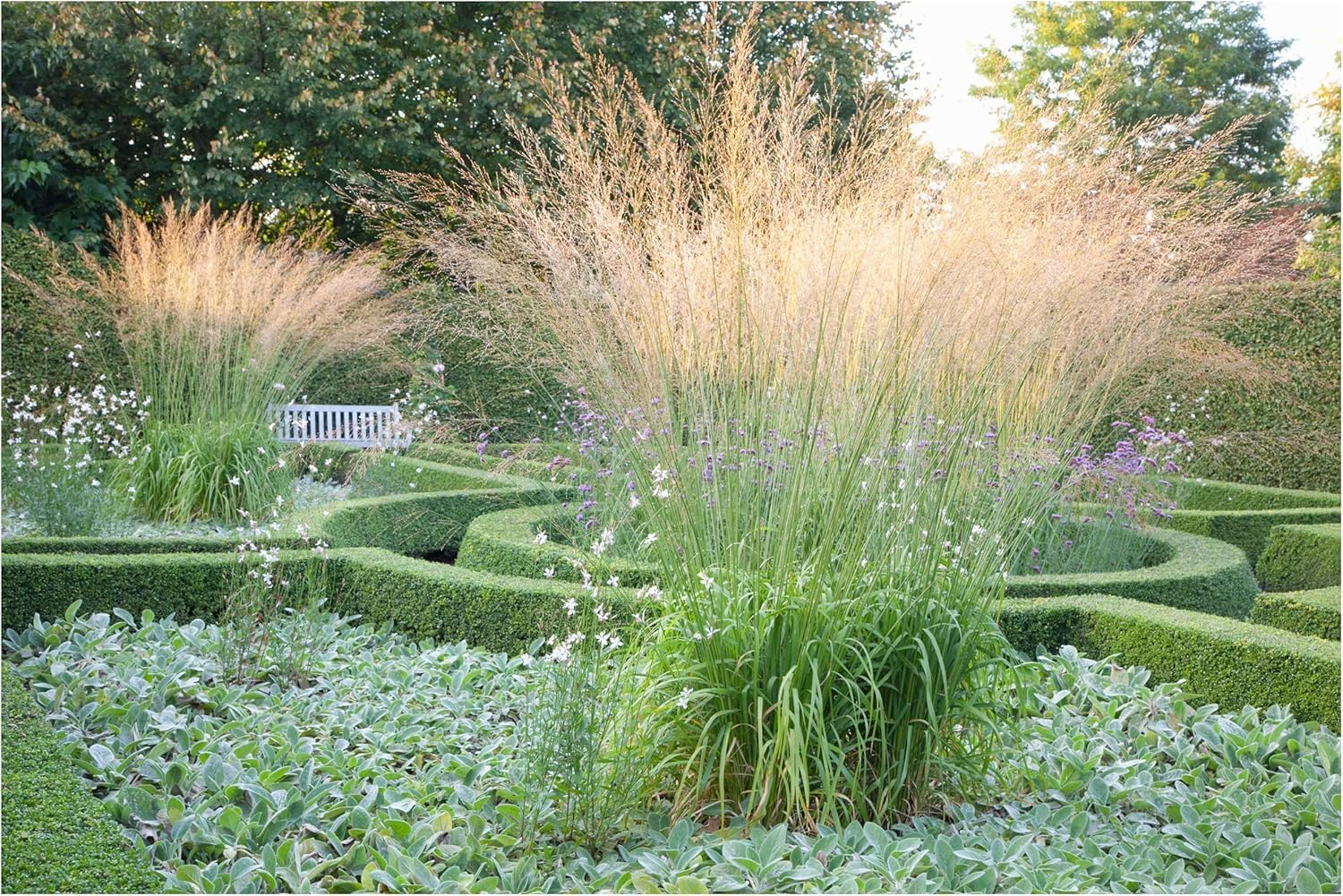 6 x Ziergras Kollektion - Ein harmonisches Ensemble aus Anmut und Struktur