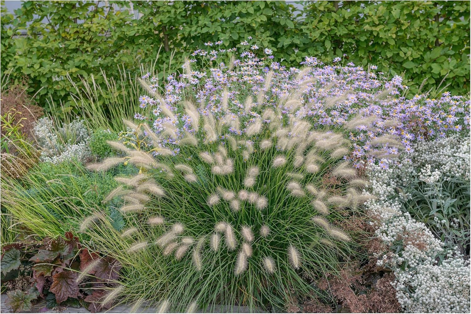 6 x Ziergras Kollektion - Ein harmonisches Ensemble aus Anmut und Struktur