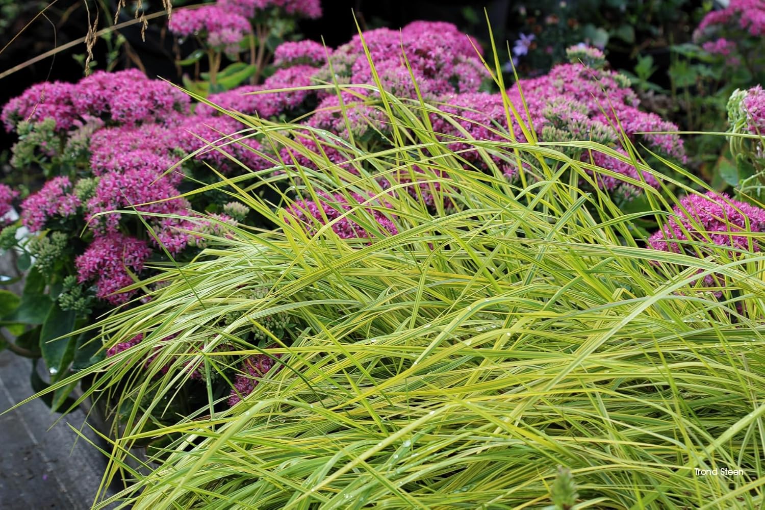 Alopecurus pratensis ‚Aureovariegatus' / Gold-Fuchsschwanz