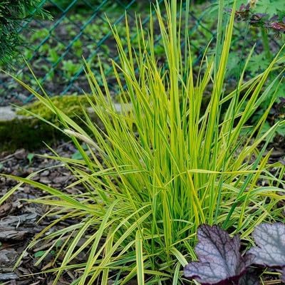 Alopecurus pratensis ‚Aureovariegatus' / Gold-Fuchsschwanz