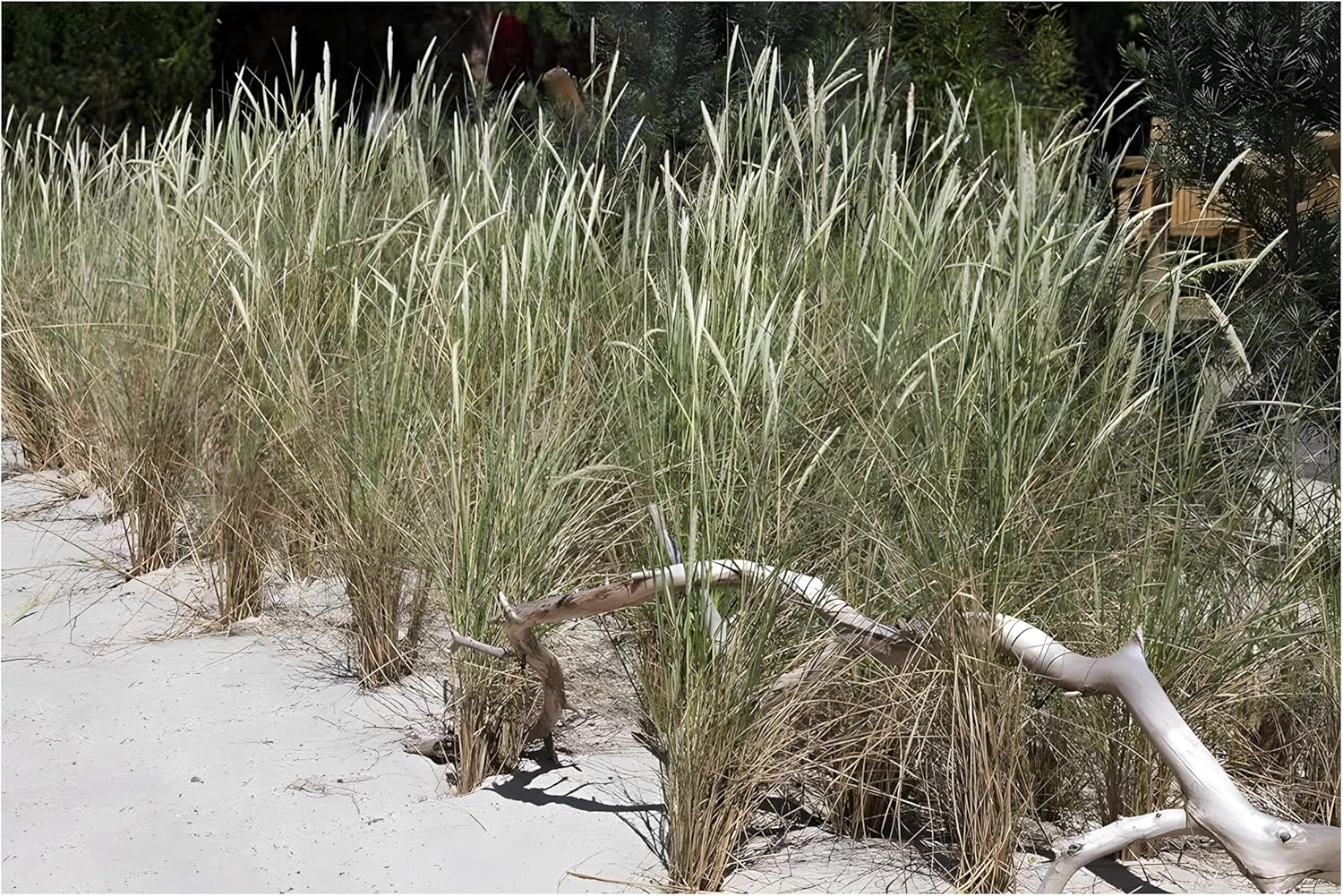 Ammophila arenaria / Strandhafer - Stauden Gaenge
