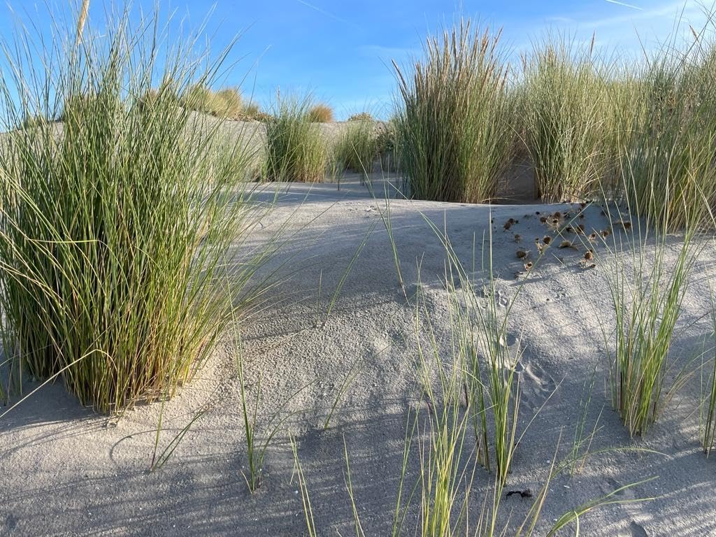 Ammophila arenaria / Strandhafer - Stauden Gaenge