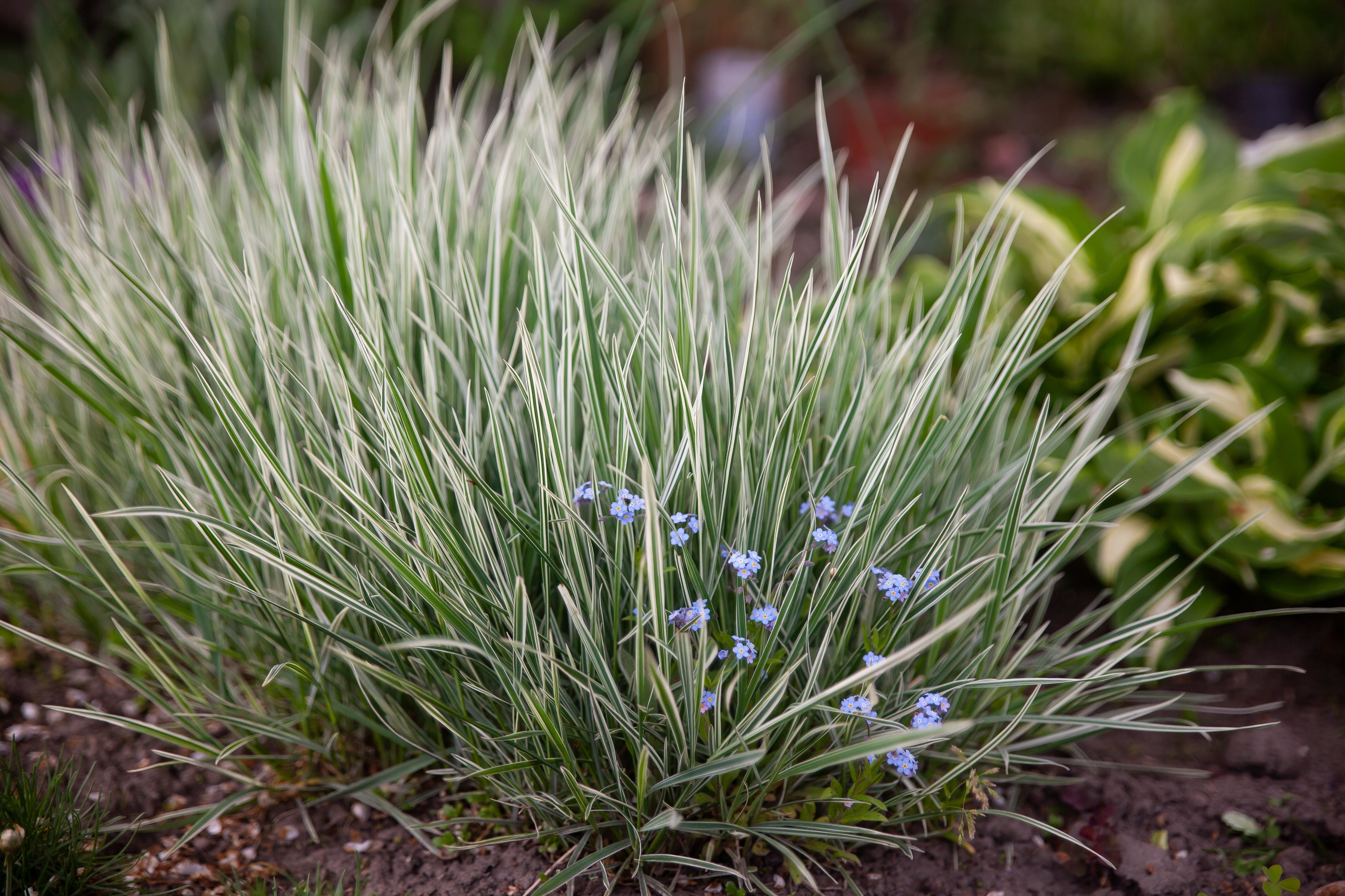 Arrhenatherum elatius ssp. bulbosum 'Variegatum'/ Knollen-Glatthafer - Stauden Gaenge