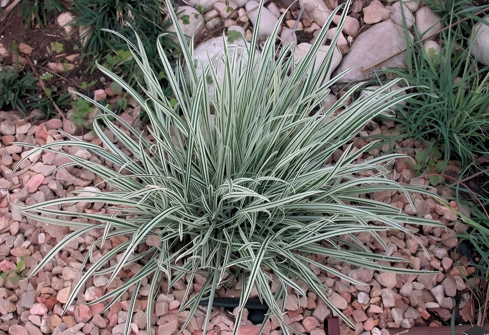 Arrhenatherum elatius ssp. bulbosum 'Variegatum'/ Knollen-Glatthafer - Stauden Gaenge