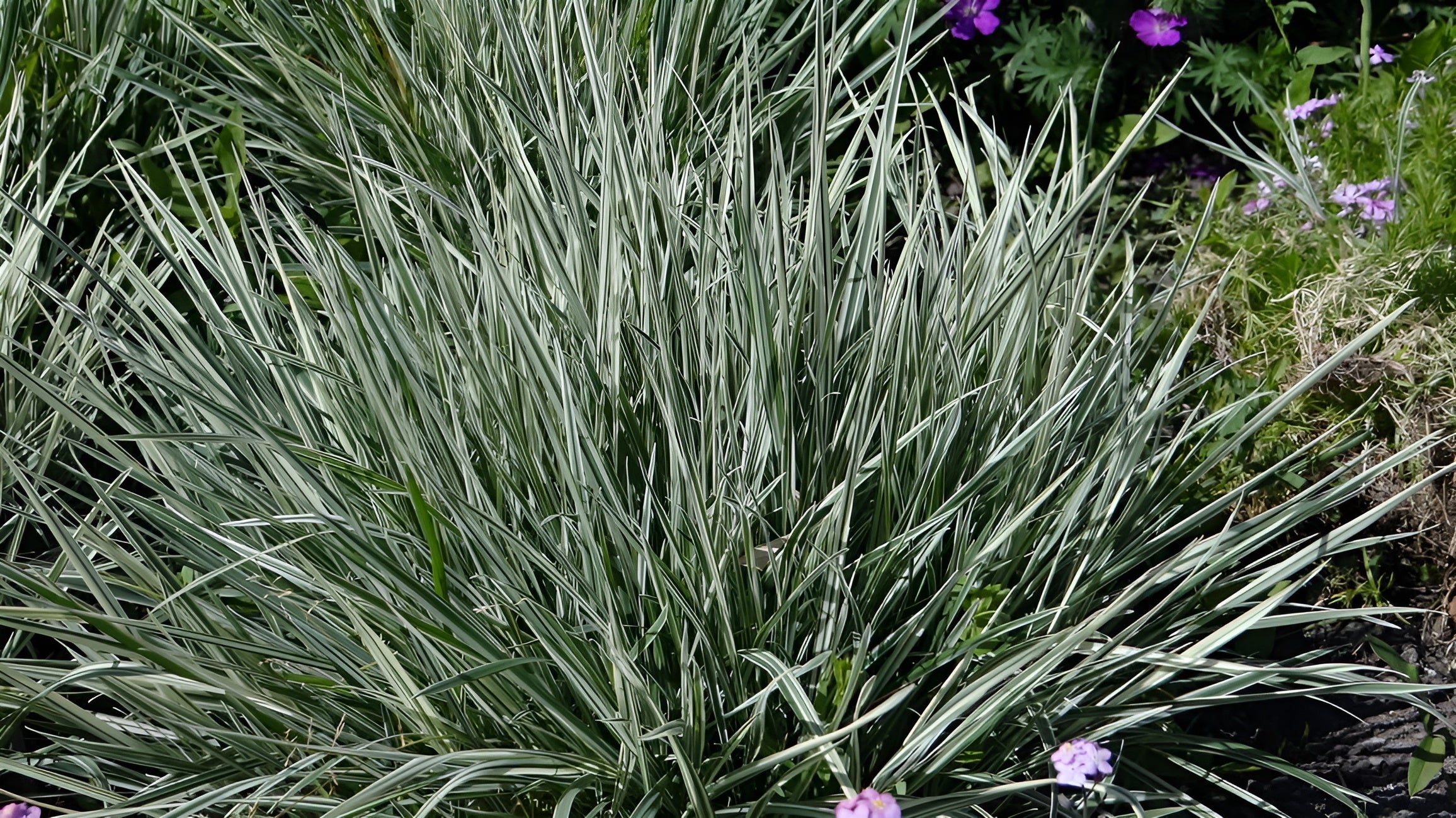 Arrhenatherum elatius ssp. bulbosum 'Variegatum'/ Knollen-Glatthafer - Stauden Gaenge