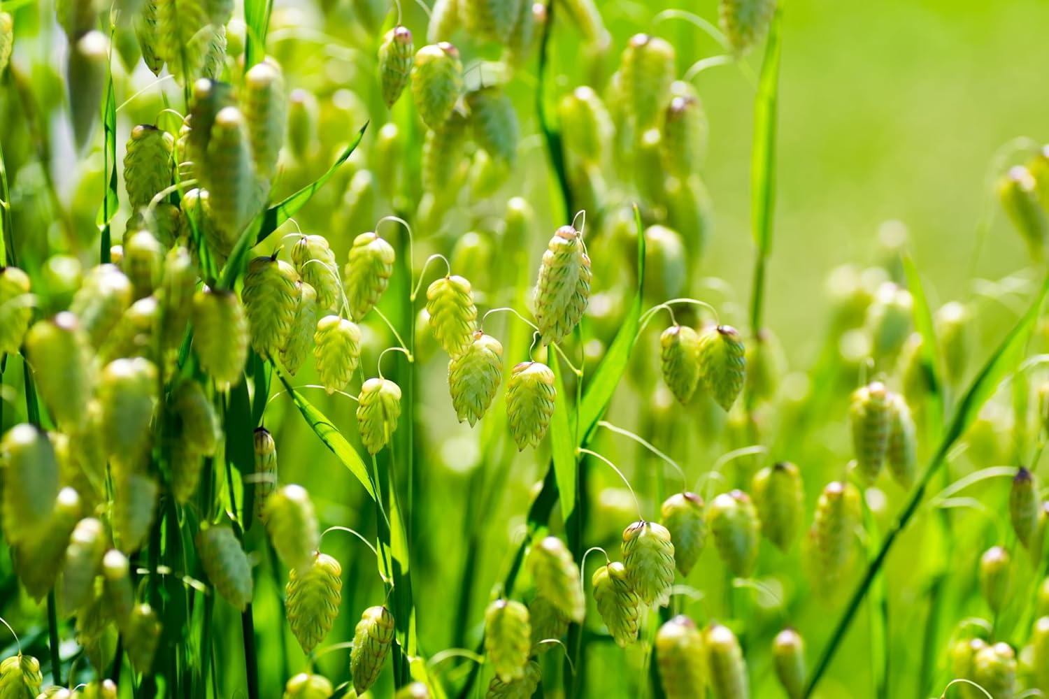 Briza media / Zittergras - Stauden Gaenge