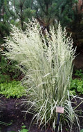 Buntes Reitgras Calamagrostis acutiflora 'Avalanche' als Ziergras, mit weißen und grünen Halmen, von Stauden Gänge.