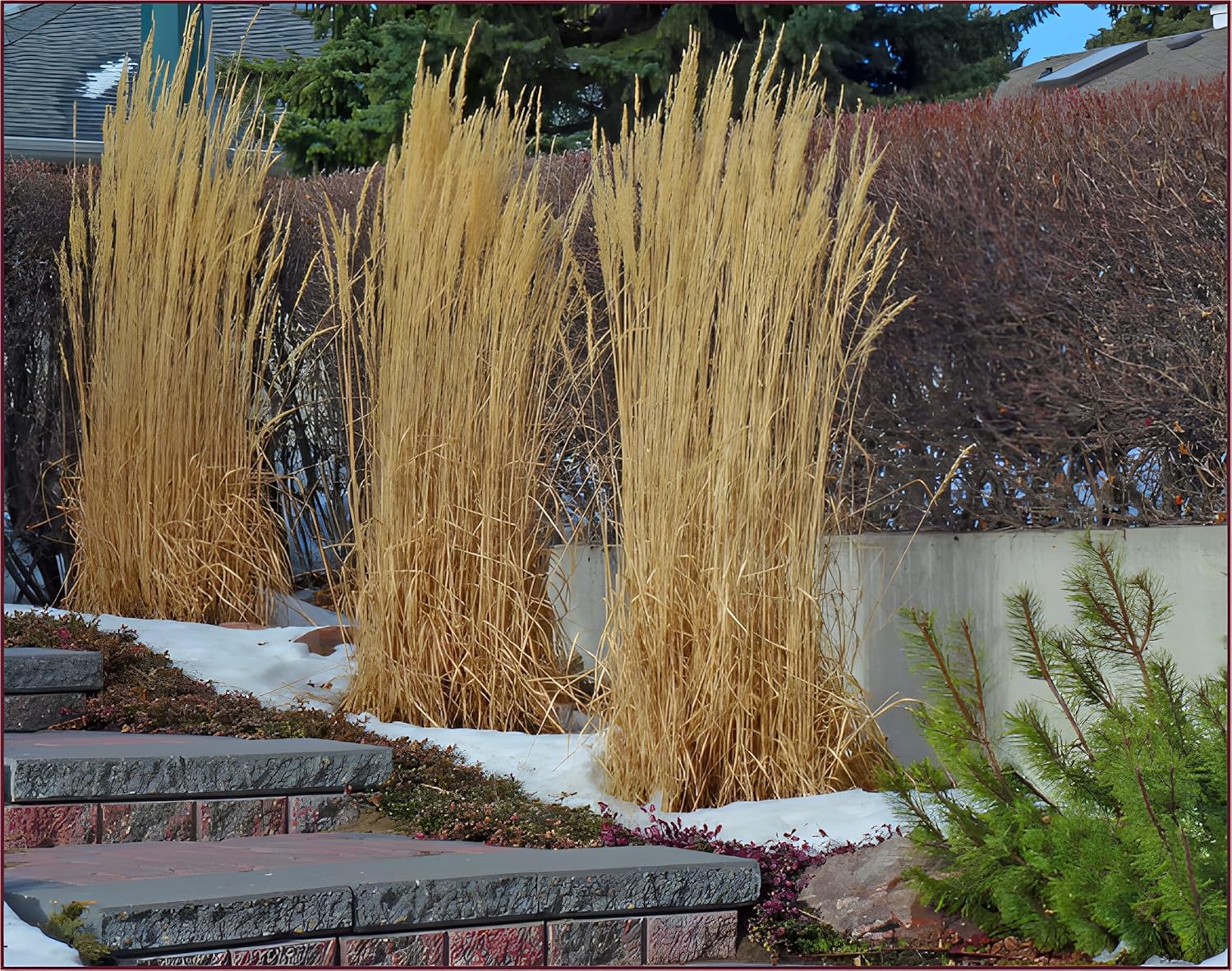 Calamagrostis acutiflora 'Avalanche'/ Buntes Reitgras - XXL Topf