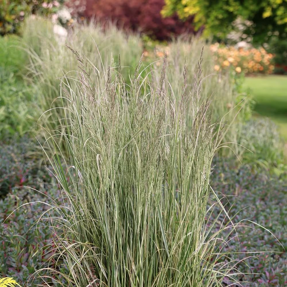 Calamagrostis acutiflora 'Overdam'/ Buntes Reitgras - XXL Topf
