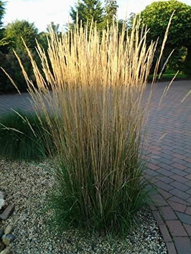 Calamagrostis acutiflora ‚Waldenbusch‘ / Reitgras - Stauden Gaenge