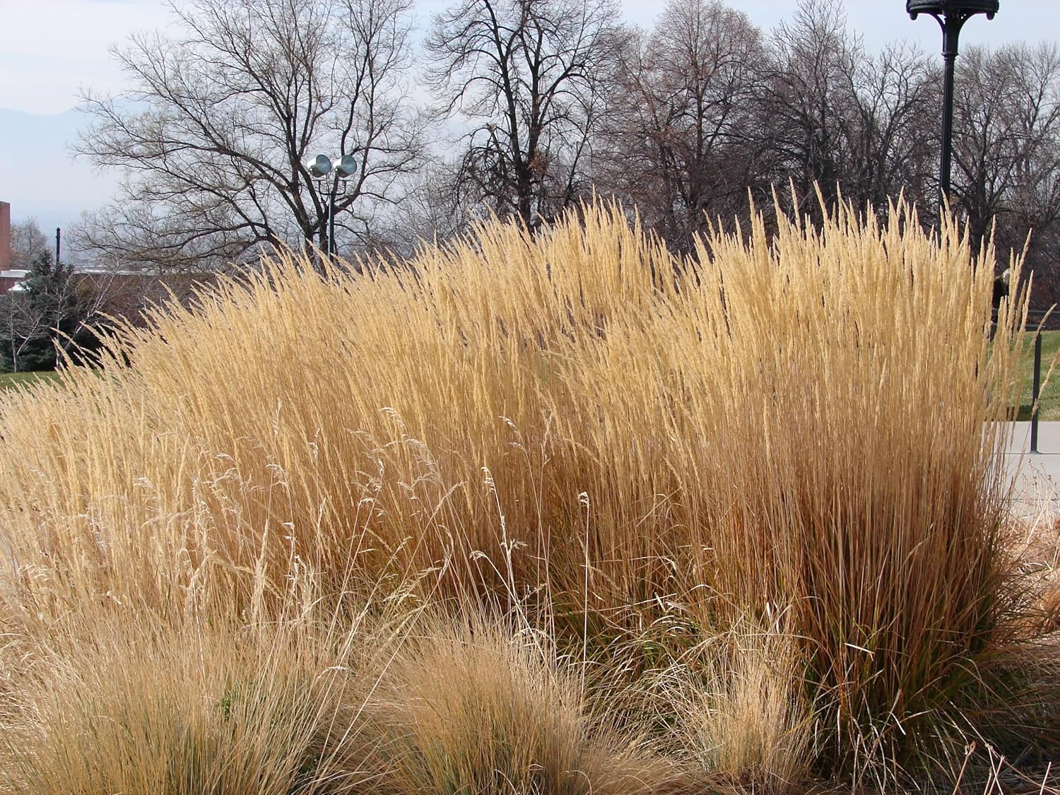 Calamagrostis acutiflora ‚Waldenbusch‘ / Reitgras - Stauden Gaenge