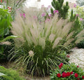 Ziergras Calamagrostis brachytricha Diamant Reitgras, Stauden Gänge, mit feinen, aufrechten Halmen und silbrigen Blättern.