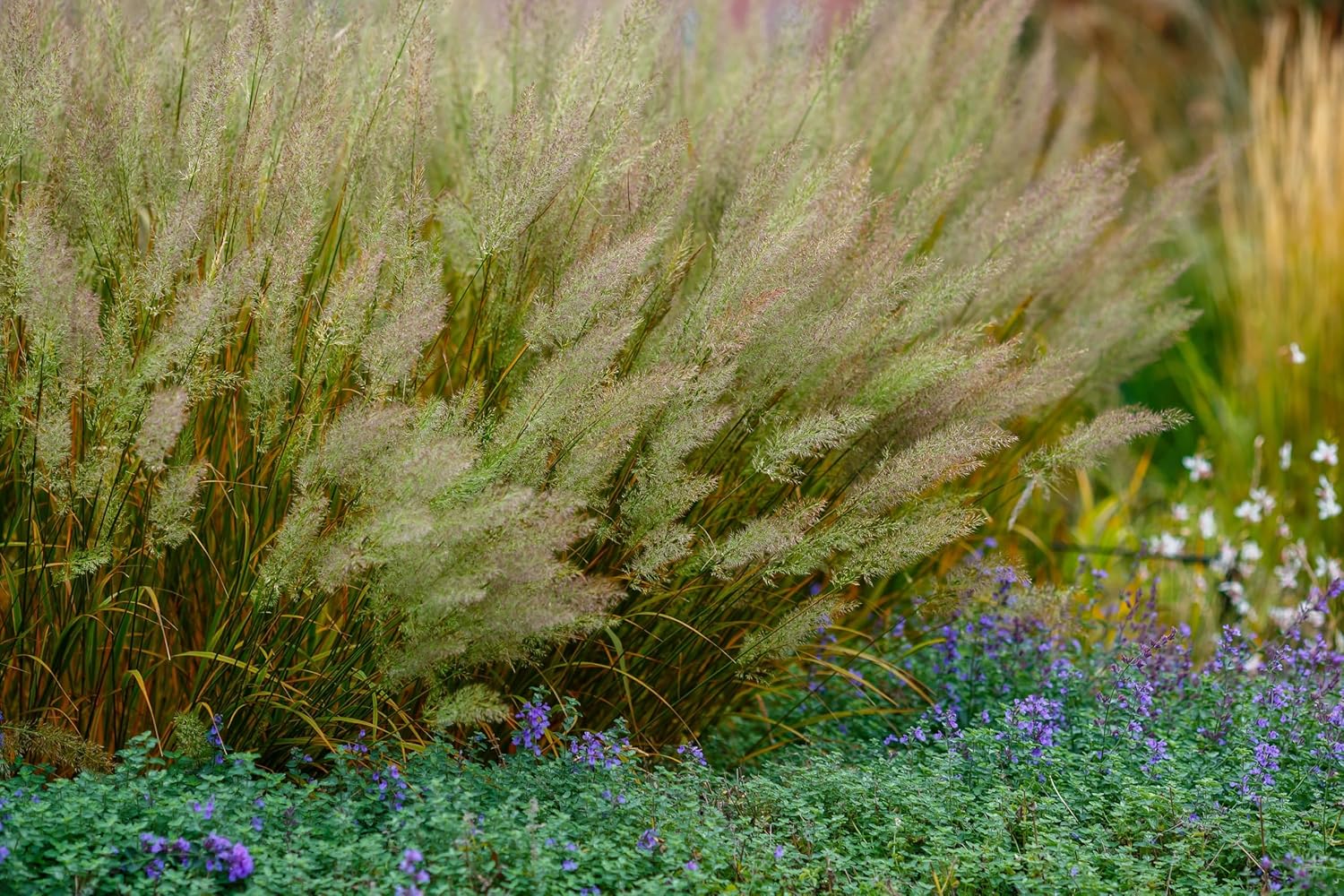 Calamagrostis brachytricha / Diamant Reitgras - Stauden Gaenge