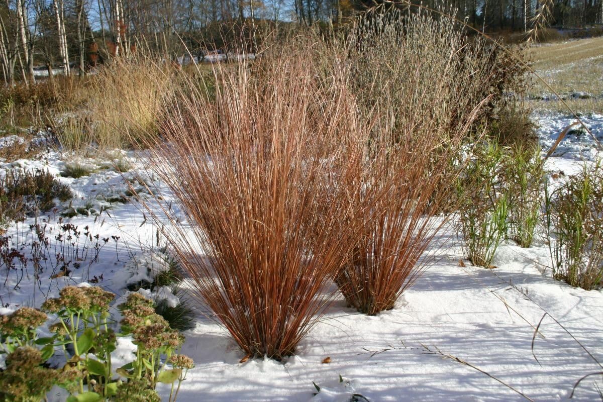 Carex buchananii 'Firefox' / Neuseeland Segge - Stauden Gaenge