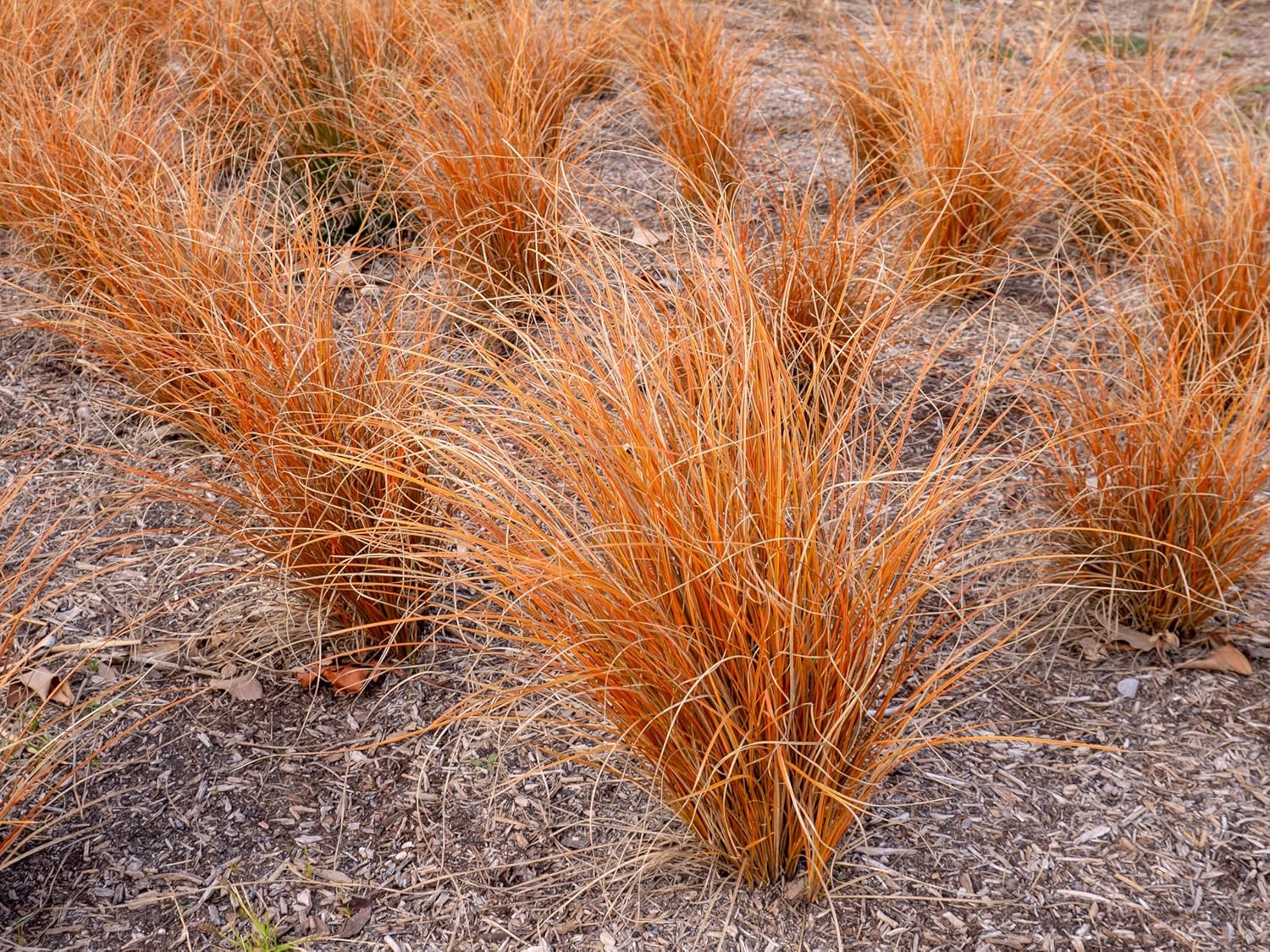 Carex buchananii 'Firefox' / Neuseeland Segge - Stauden Gaenge