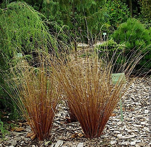 Carex buchananii 'Firefox' / Neuseeland Segge - Stauden Gaenge