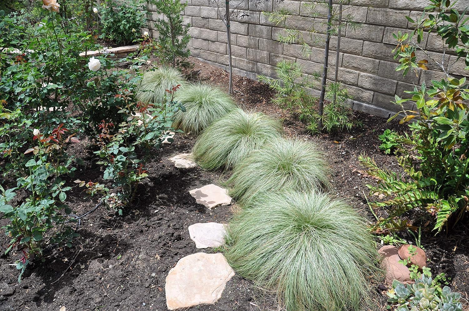 Carex comans 'Amazon Mist' / Neuseeland Segge - Stauden Gaenge