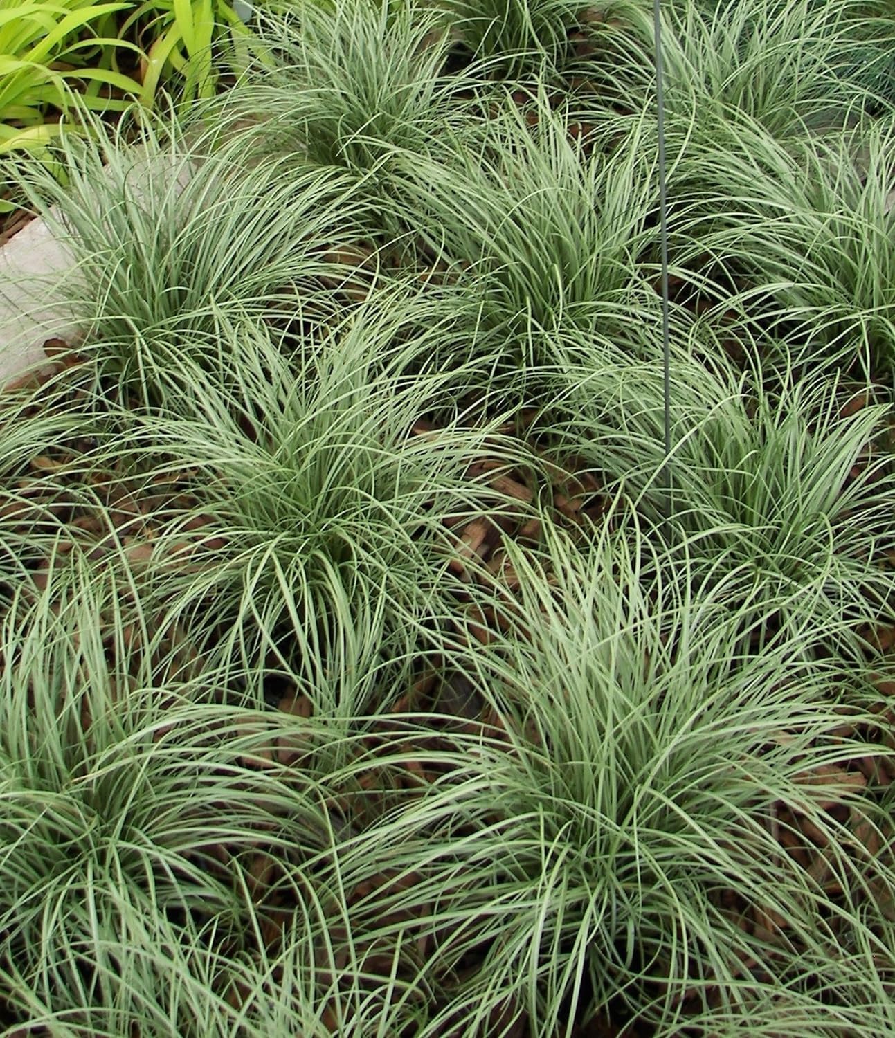 Carex comans 'Amazon Mist' / Neuseeland Segge - Stauden Gaenge