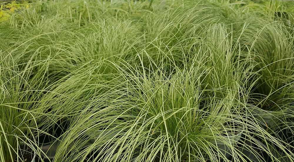 Carex comans 'Amazon Mist' / Neuseeland Segge - Stauden Gaenge
