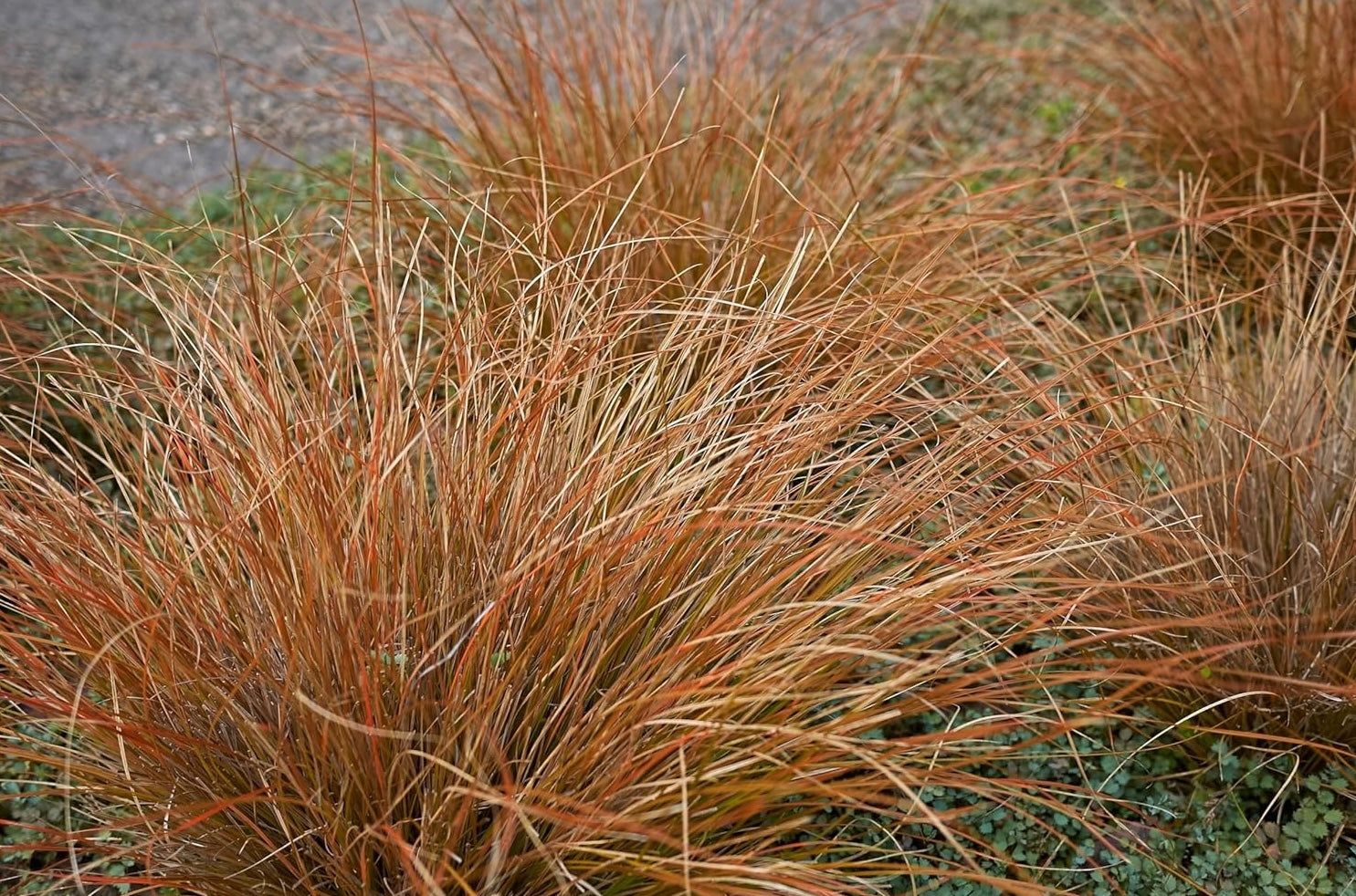 Carex comans 'Bronco' / Neuseeland Segge - Stauden Gaenge