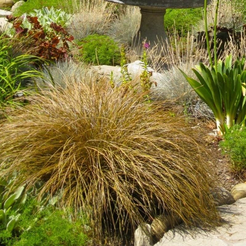 Carex comans 'Bronco' / Neuseeland Segge - Stauden Gaenge