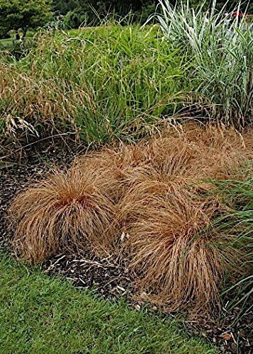 Carex comans 'Bronco' / Neuseeland Segge - Stauden Gaenge