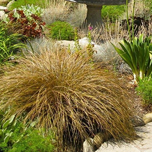 Carex flagellifera 'Bronzita' / Segge - Stauden Gaenge