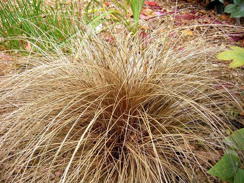 Carex flagellifera 'Bronzita' / Segge - Stauden Gaenge