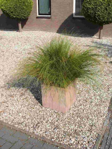 Carex howardii 'Phoenix Green' / Segge - Stauden Gaenge