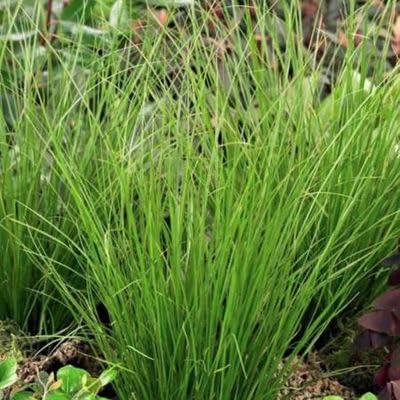 Carex howardii 'Phoenix Green' / Segge - Stauden Gaenge