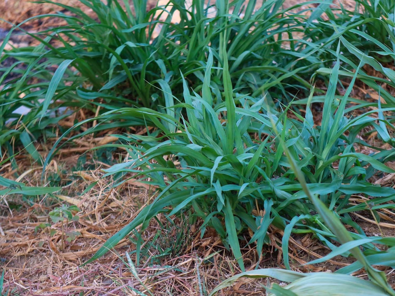 Carex laxiculmis 'Bunny Blue' / Segge - Stauden Gaenge