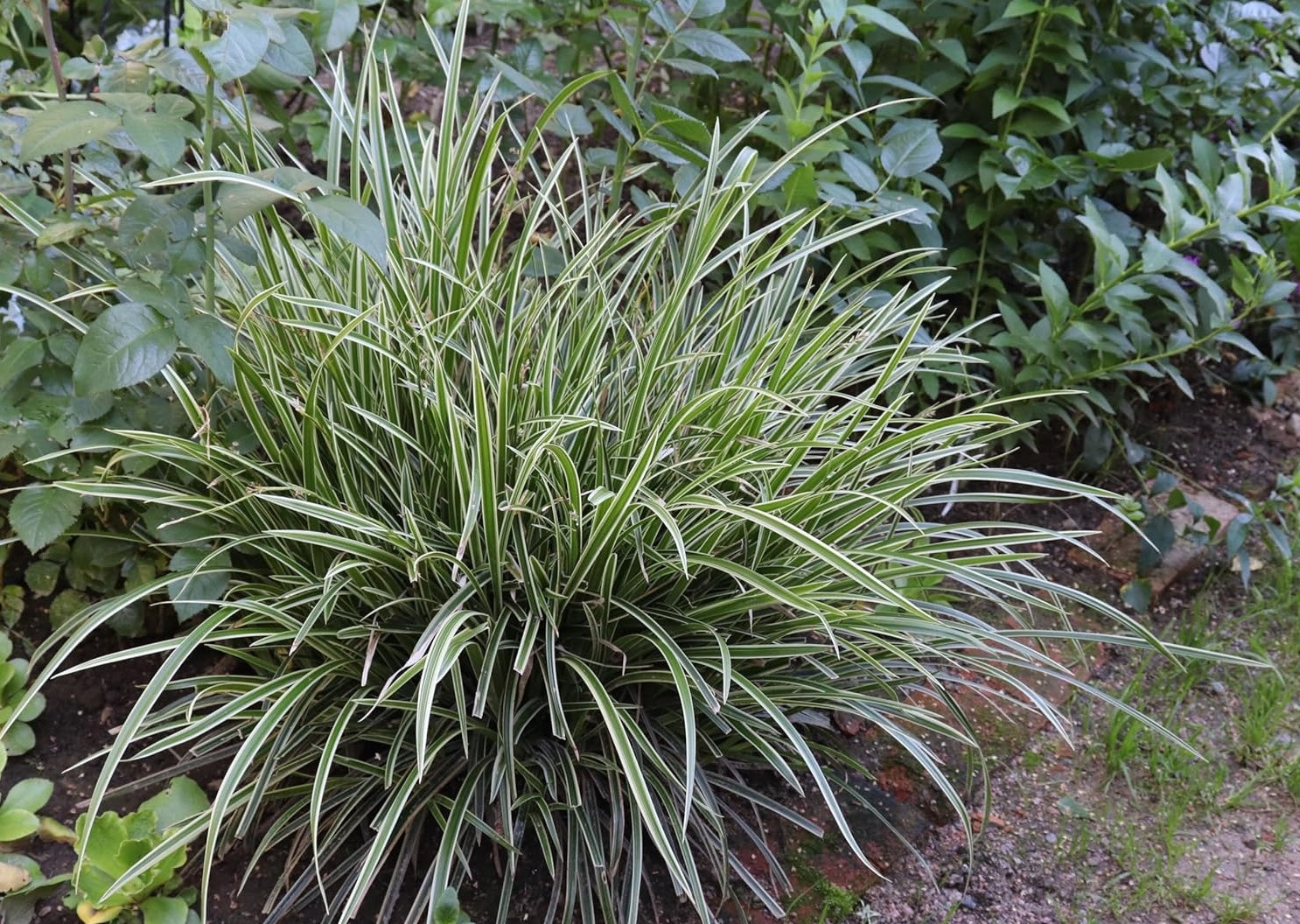 Carex morrowii 'Ice Dance' / Segge - Stauden Gaenge