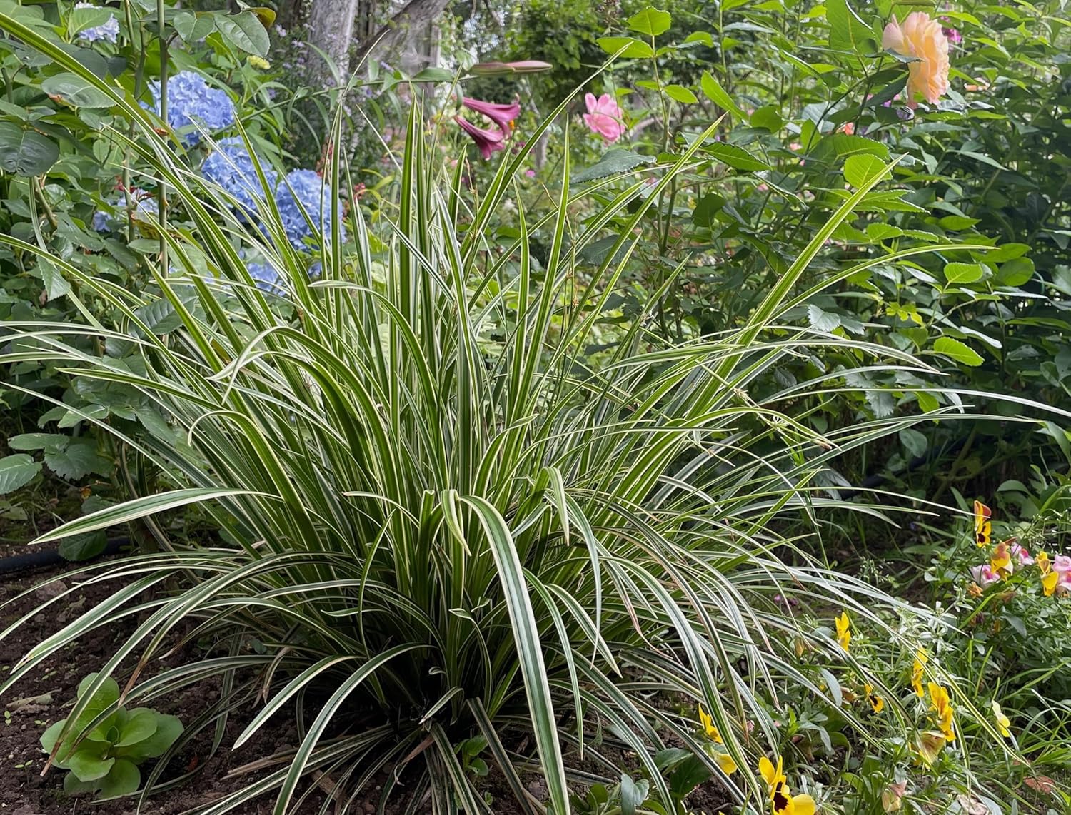 Carex morrowii 'Ice Dance' / Segge - Stauden Gaenge