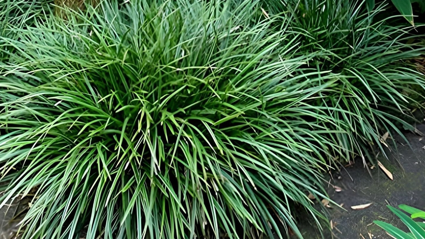Carex morrowii 'Irish Green' / Segge - Stauden Gaenge