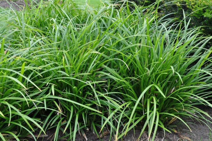 Carex morrowii 'Irish Green' / Segge - Stauden Gaenge