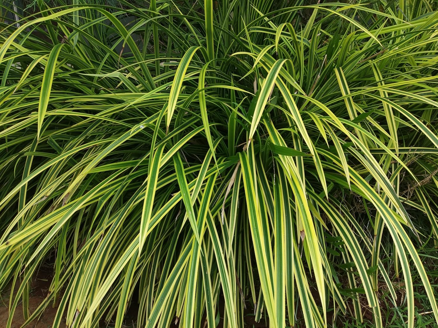 Carex morrowii 'Vanilla Ice' / Segge - Stauden Gaenge