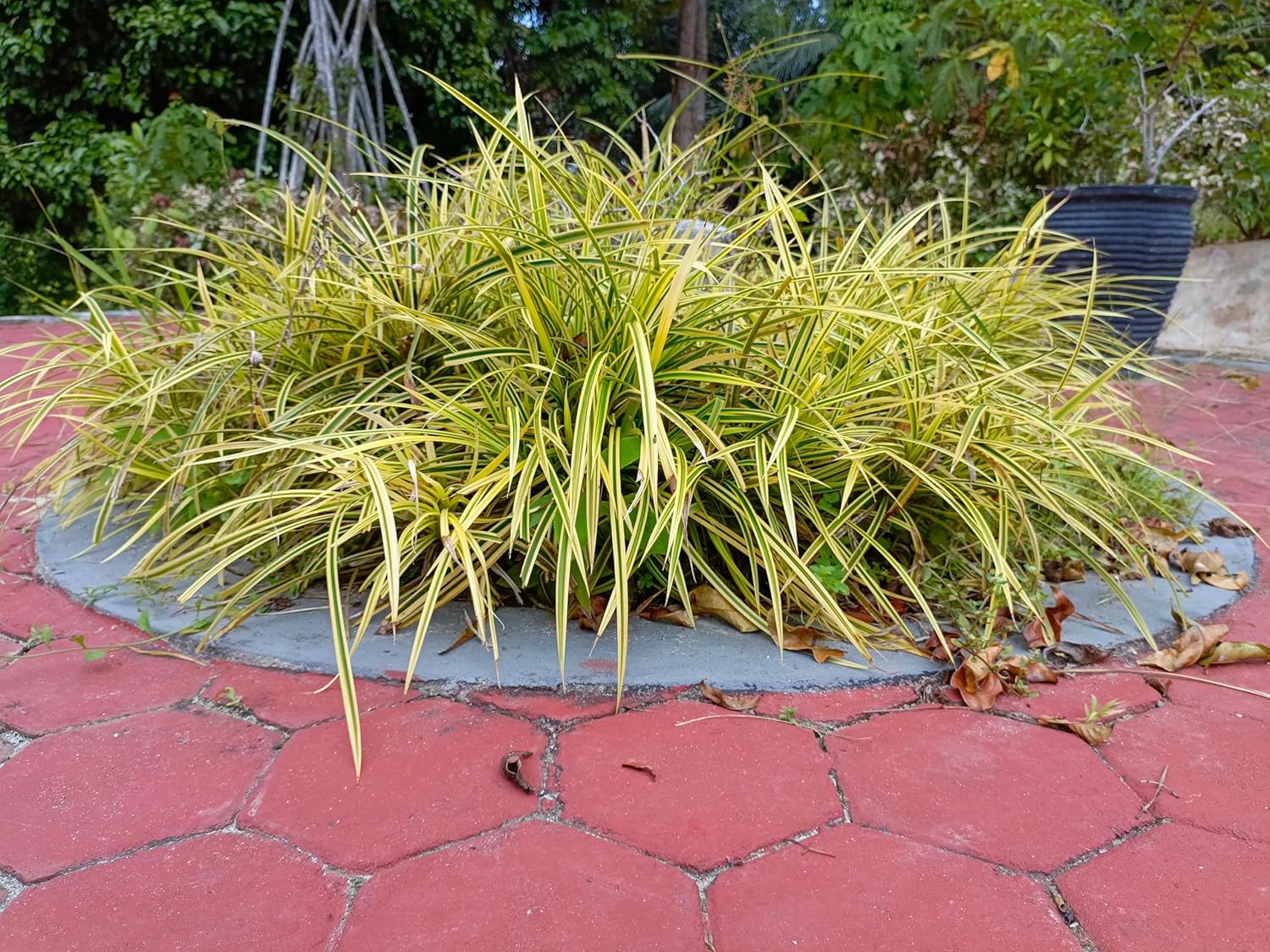 Carex morrowii 'Vanilla Ice' / Segge - Stauden Gaenge