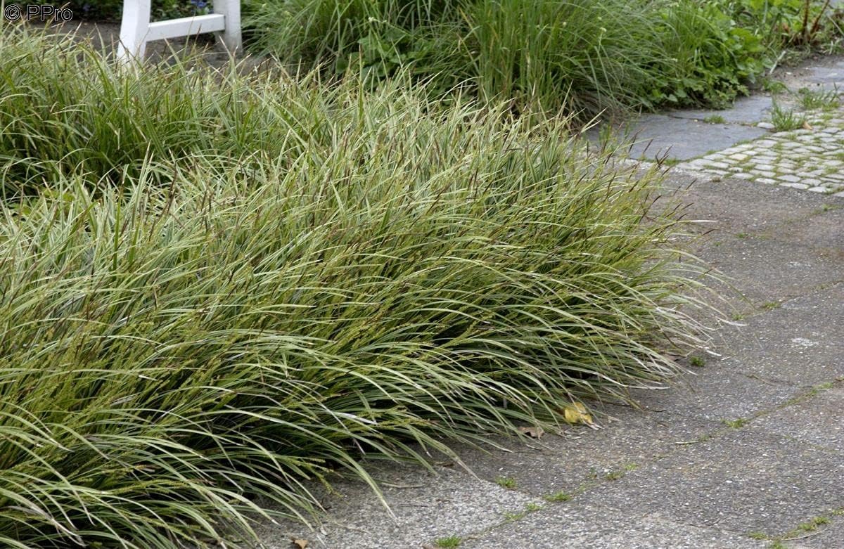 Carex morrowii 'Vanilla Ice' / Segge - Stauden Gaenge