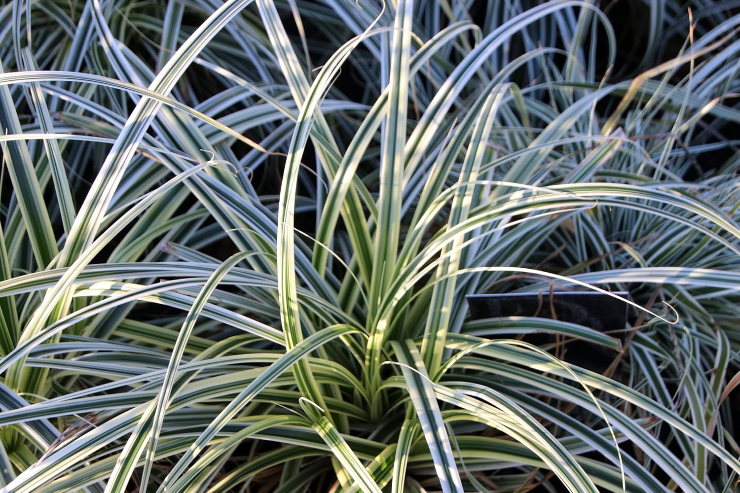 Carex oshimensis 'Everest' / Japan Segge - Stauden Gaenge