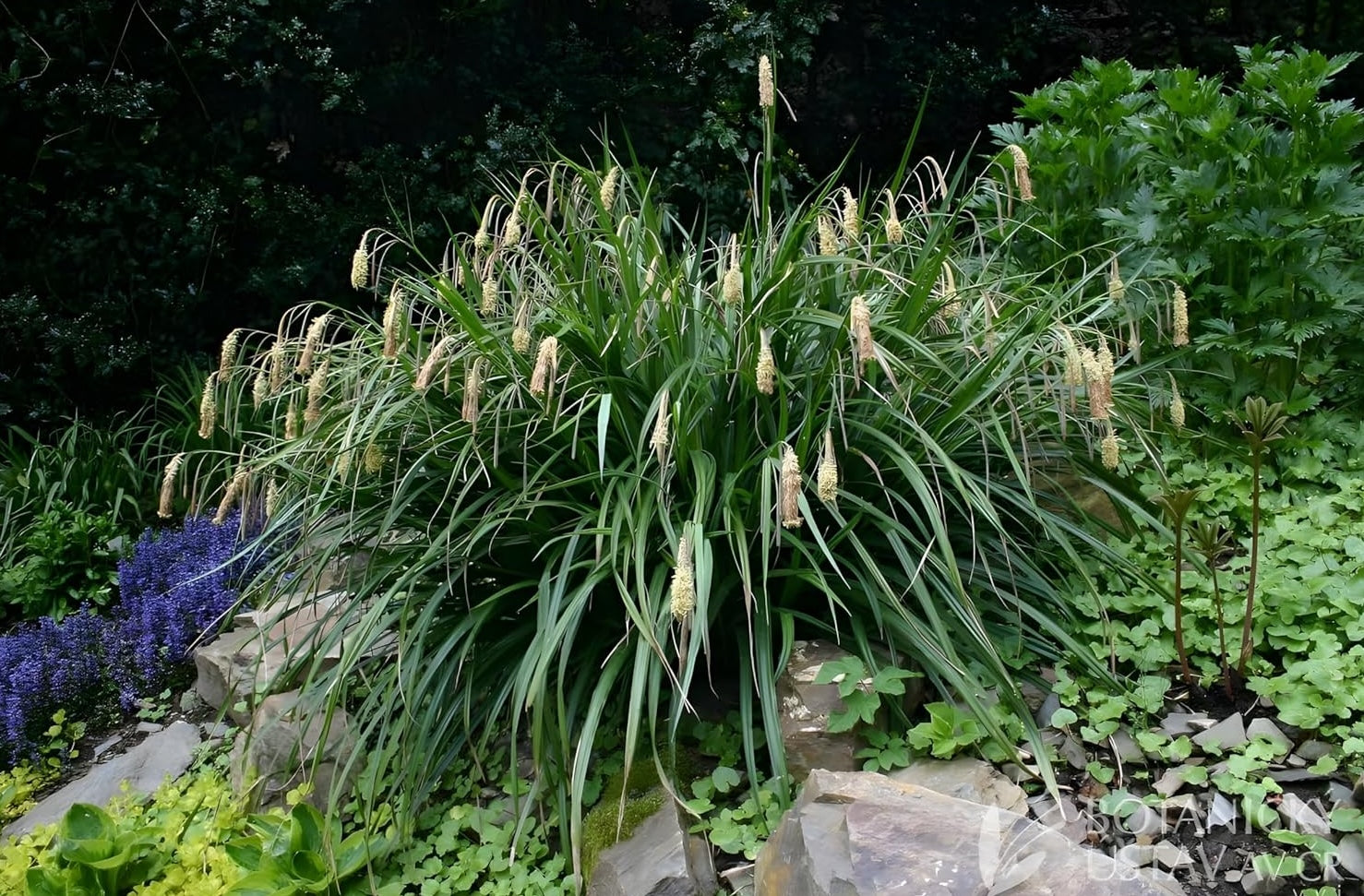 Carex pendula / Riesen Segge - Stauden Gaenge