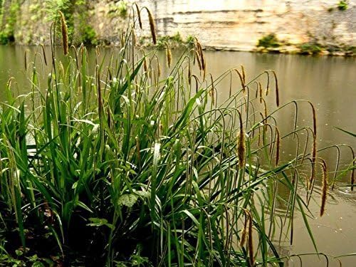 Carex pendula / Riesen Segge - Stauden Gaenge